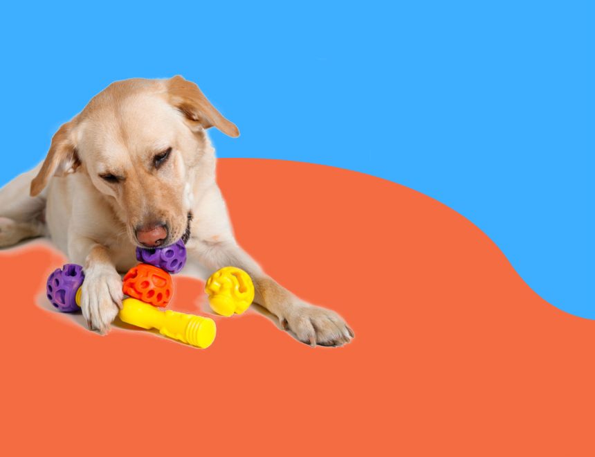 Все для Собак