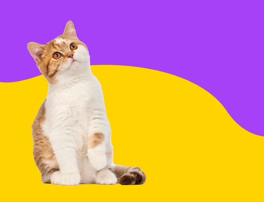 Все для Котів